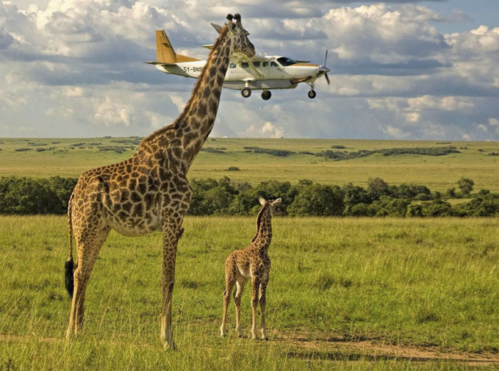 13. Жираф решил заглянуть в пролетающий самолет, заповедник «Масаи-Мара» в Кении  