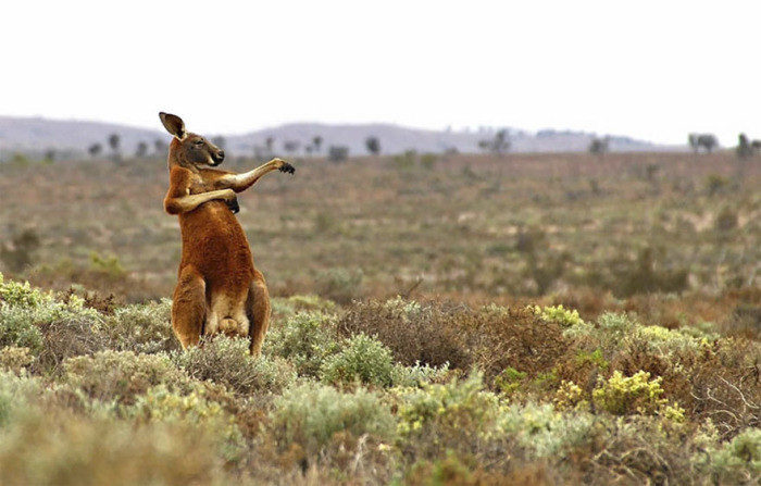 14. День большого рыжего кенгуру начинается с боевой тренировки, Фаулер-Гап в Австралии 