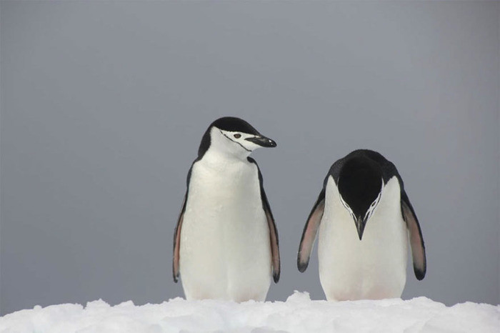 6. Унылый пингвин рядом с партнершей, Антарктида