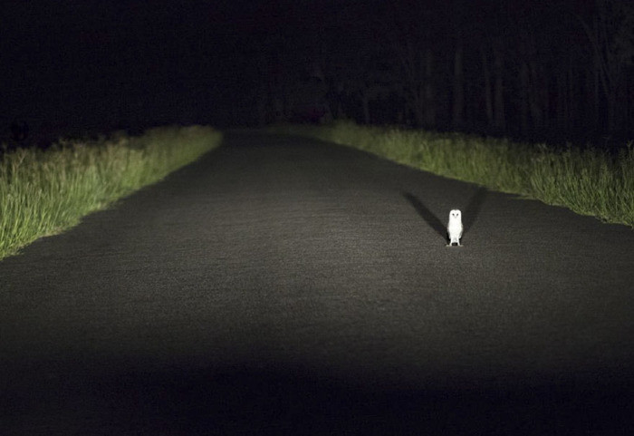 12. Восточная травяная сипуха на ночной дороге, Квинсленд в Австралии