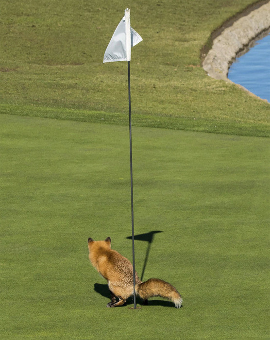 11. Наглая лисица портит поле для гольфа, Сан-Хосе в Калифорнии