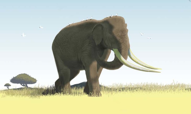 6. Азиатский прямобивневый слон