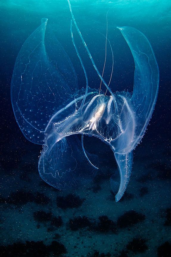 Фантастические медузы