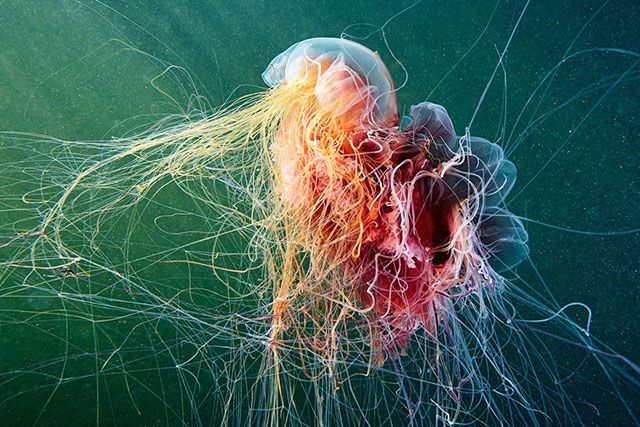 Фантастические медузы