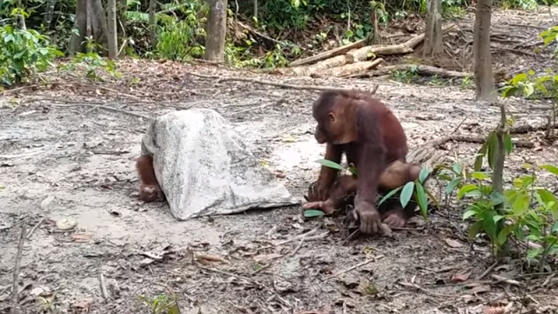 Веселый орангутан делает все возможное, чтобы заставить друзей поиграть с ним 
