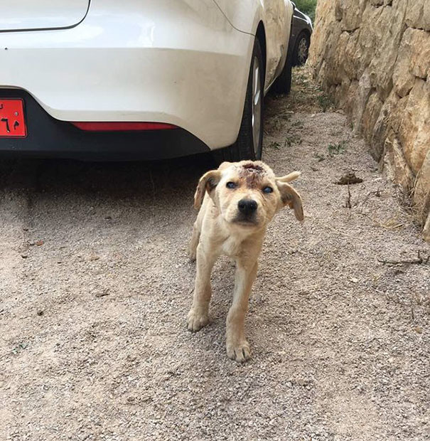 Амаль Андари увидела на обочине дороги бездомного щенка
