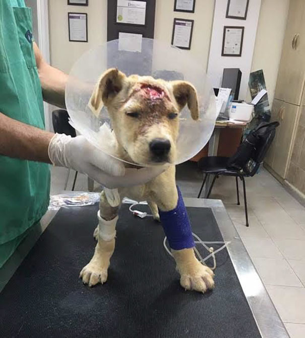 Несмотря на раны, слепоту и парвовирус, собака держалась 