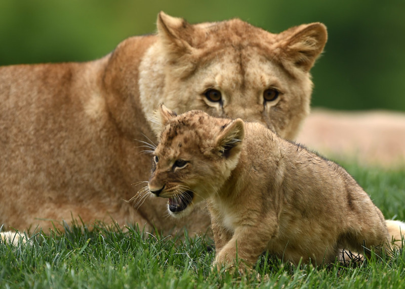 Новорожденный царь зверей уже показывает свои хищнические повадки. (Фото Guillaume Souvant)