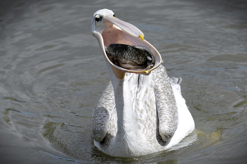 Вот это рот! Белый пеликан ест рыбу. (Фото Slavek Ruta)