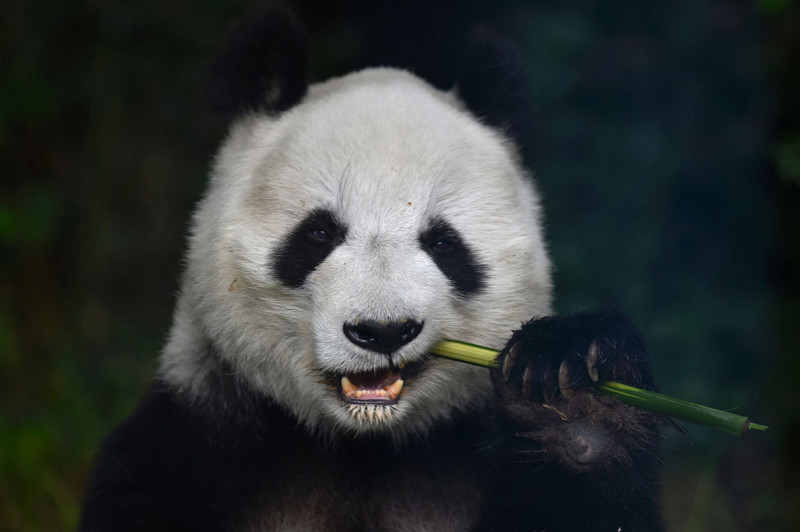 Большая панда(Фото Pedro Pardo)