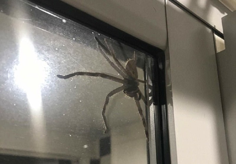 Гигантский паук взял в заложники семью из Квинсленда
