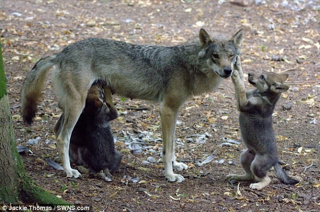 Сотрудники британского зоопарка вынужденно застрелили волчицу-мать пятерых волчат