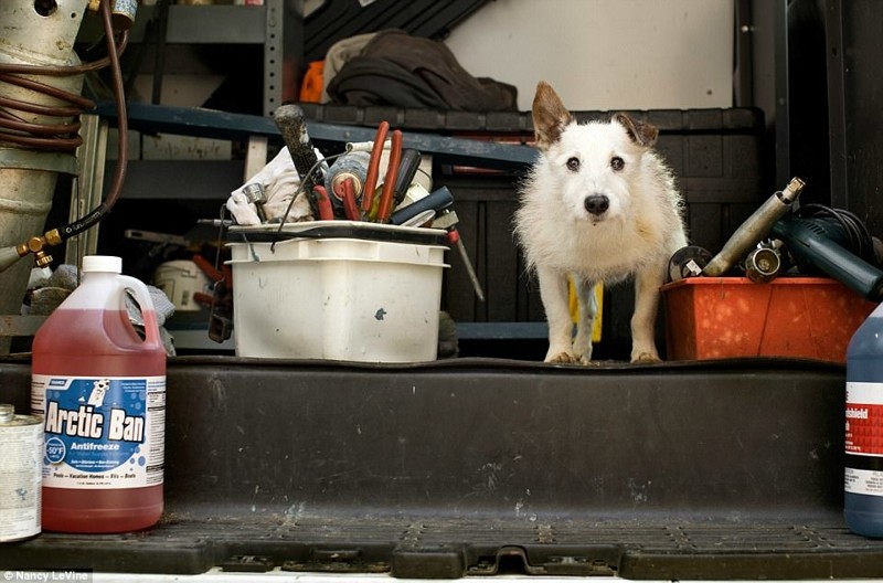 Фотохудожница делает портреты собак-пенсионеров