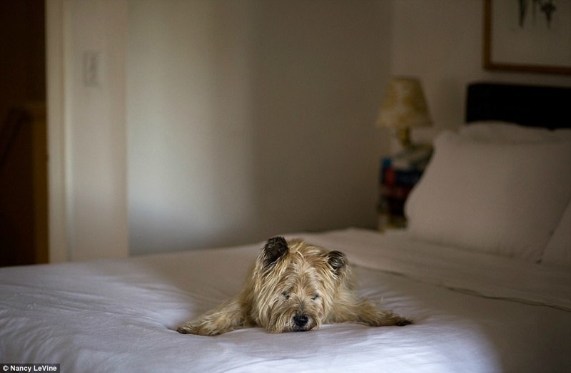 Фотохудожница делает портреты собак-пенсионеров