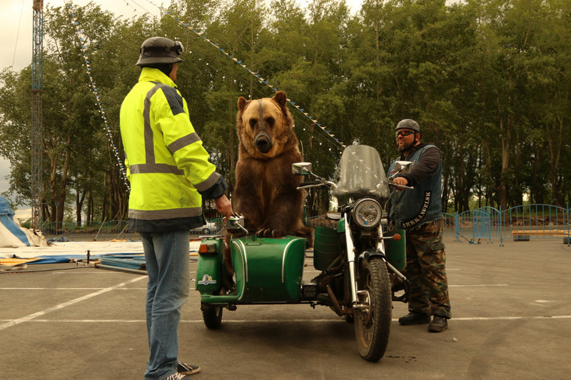 Медведь-байкер проехался по улицам Архангельска