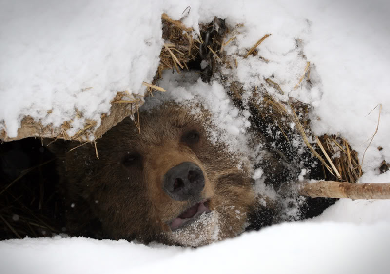 В гостях у медведя: как выглядит настоящая берлога изнутри