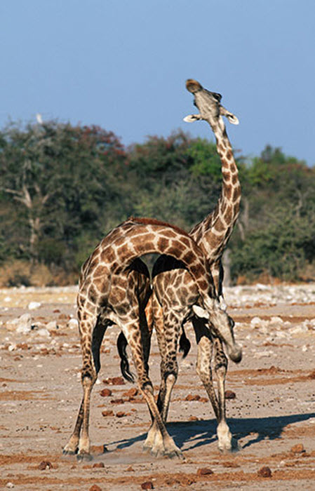 Зачем жирафы переплетаются шеями?