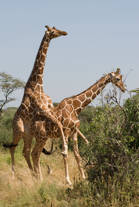 Жирафы обычно живут в стадах