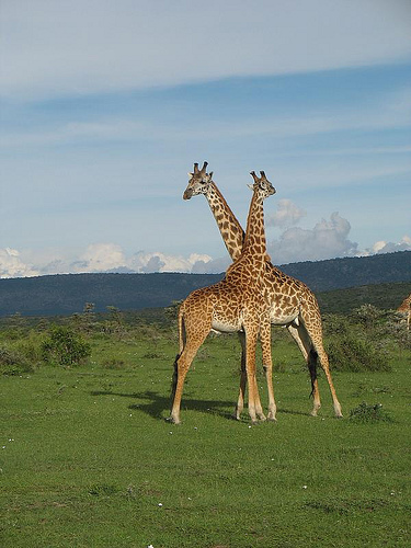 Первая объяснение, которое приходит в голову, когда задумываешься о том, зачем жирафы переплетаются шеями - это проявление симпатии