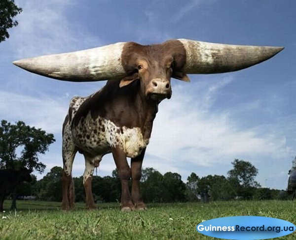 Крен — бык Watusi, живущий в приюте для животных. Его рога составляют 92.25см и весят больше, чем 100 футов каждый