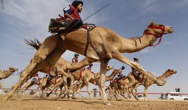 Ровно 555 верблюдов и столько же наездников приняли участие в массовых гонках на дистанции 5 километров. Именно такой рекорд был занесен в книгу рекордов Гиннеса