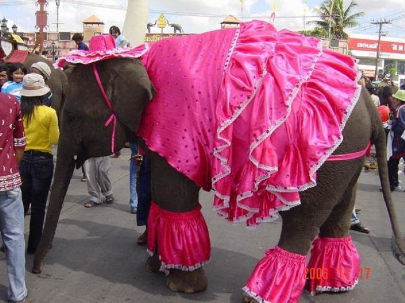 Слоны любят внимание публики. Именно на индийских улицах можно встретить человека, разъезжающего на слоне, это нормально  