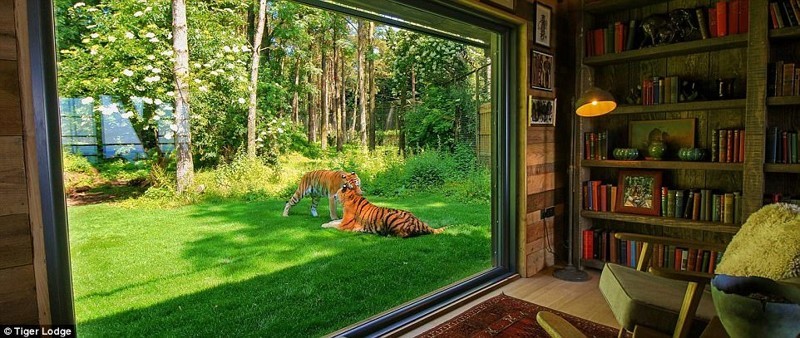Сафари-парк в Британии: провести ночь с тиграми и остаться в живых