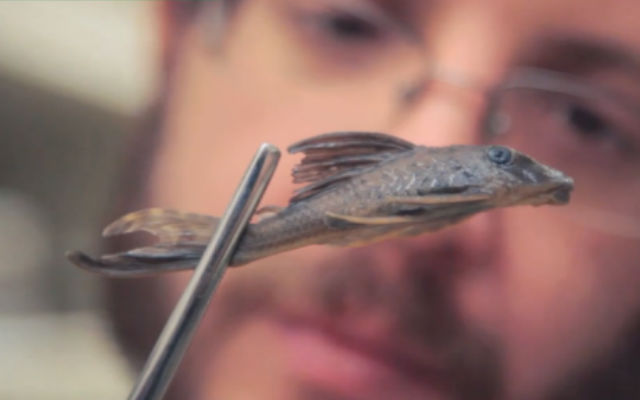 Ученые 114 лет принимали рыбу за… лемура