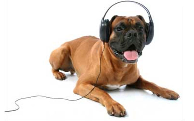 Интересные факты: какую выбрать музыку для собак?