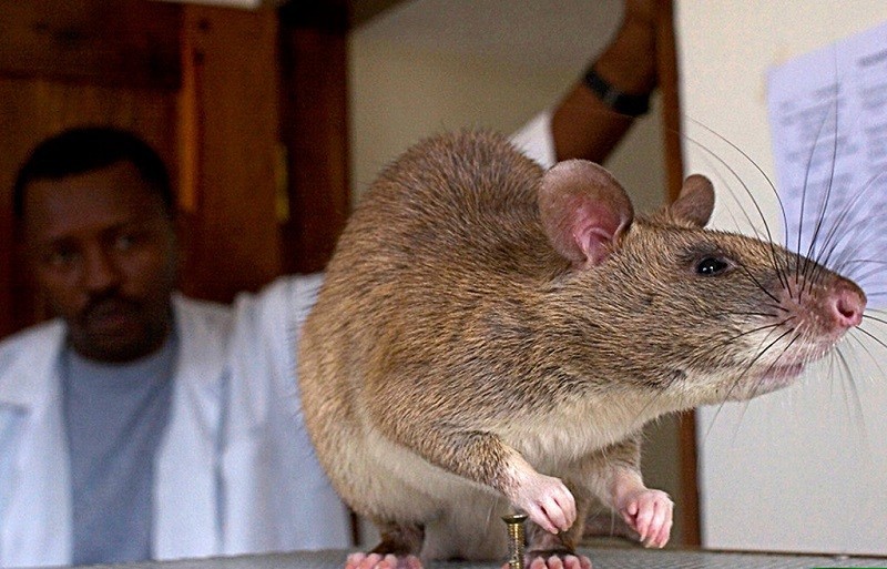 Огромная крыса показывает хозяину своего новорожденного детёныша