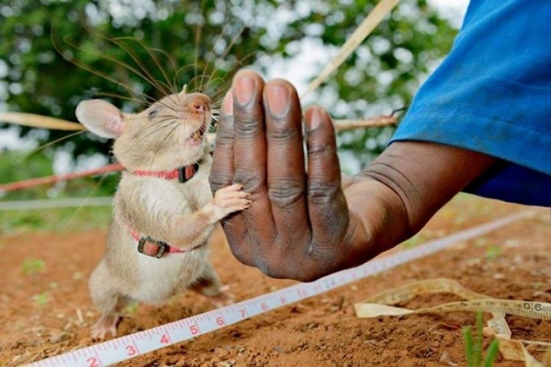 Огромная крыса показывает хозяину своего новорожденного детёныша