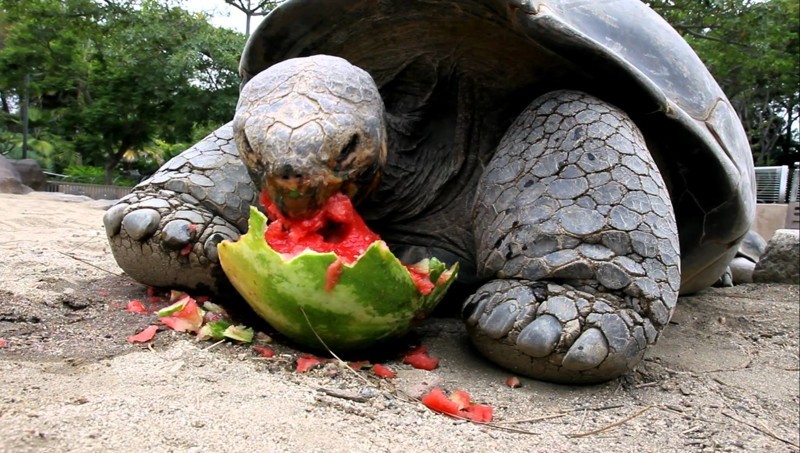 Черепахи так вообще просто обожают не только арбузы, но и другие овощи и фрукты
