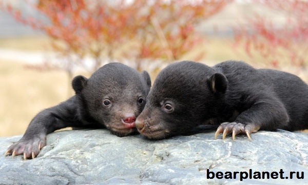 Медведи - грозные хищники могут быть очень милыми