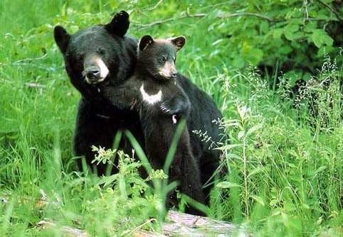 Медведи - грозные хищники могут быть очень милыми