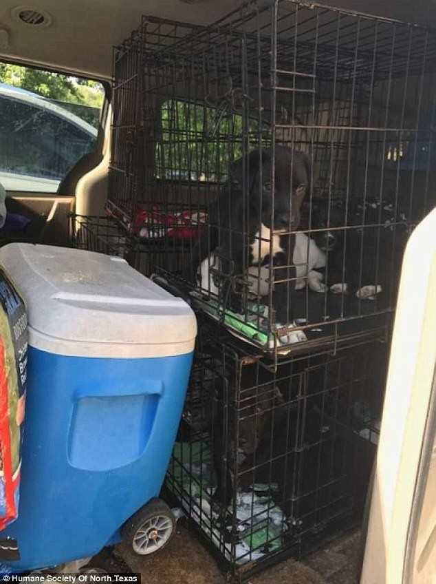 Более 100 котов и собак были спасены из одного вонючего дома в Техасе