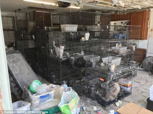 Более 100 котов и собак были спасены из одного вонючего дома в Техасе