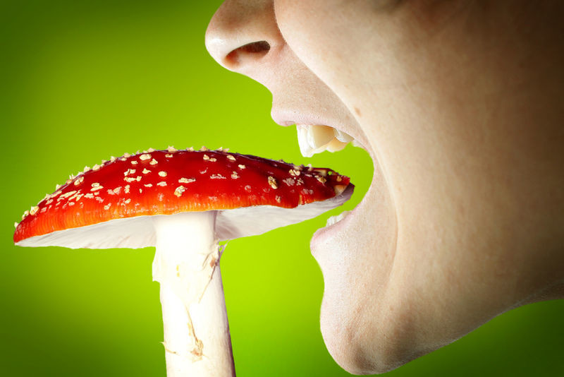 Cамая большая тайна: энергия грибов, которые мы едим