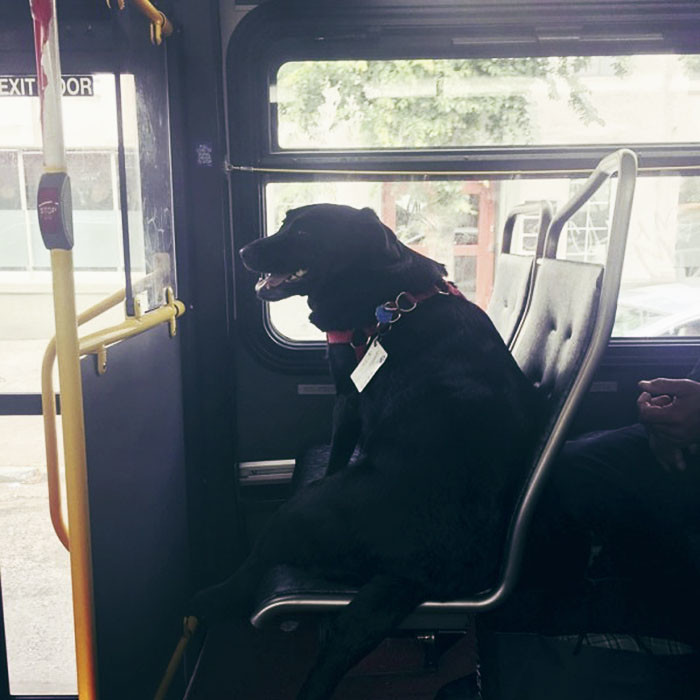 В Сиэтле на автобусном маршруте D можно встретить необычно мохнатого пассажира