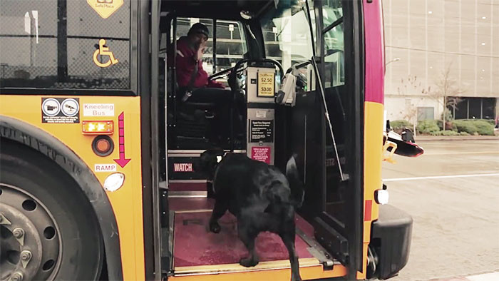 Эту собаку знают все водители автобусов. Она заходит и усаживается на сиденье, как человек