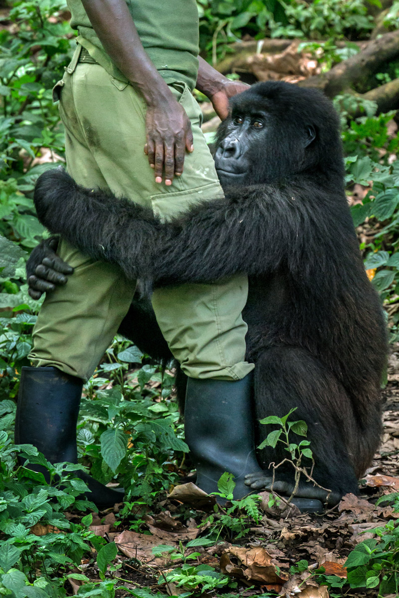 Горилла обнимает сотрудника в национальном парке Конго, Африка