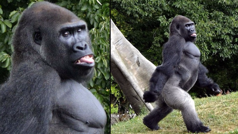 Фотогеничность в мире животных: бесподобная горилла позирует фотографу в зоопарке