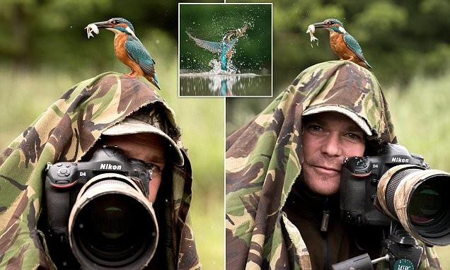 Уникальный кадр дикой природы: бесстрашный зимородок позирует с добычей на голове фотографа