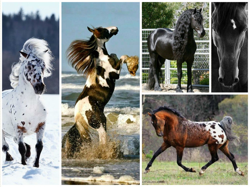 Лошади — единственный вид сельскохозяйственных животных, обладающих очень интенсивным обменом веществ: частота дыхания при нагрузке может возрастать в 10-12 раз, а пульс в 3-4 раза. Все это приводит к высвобождению огромного количества энергии.