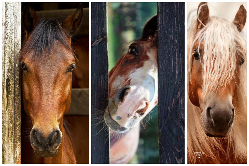 Лошади способны различать эмоции в человеческом голосе.