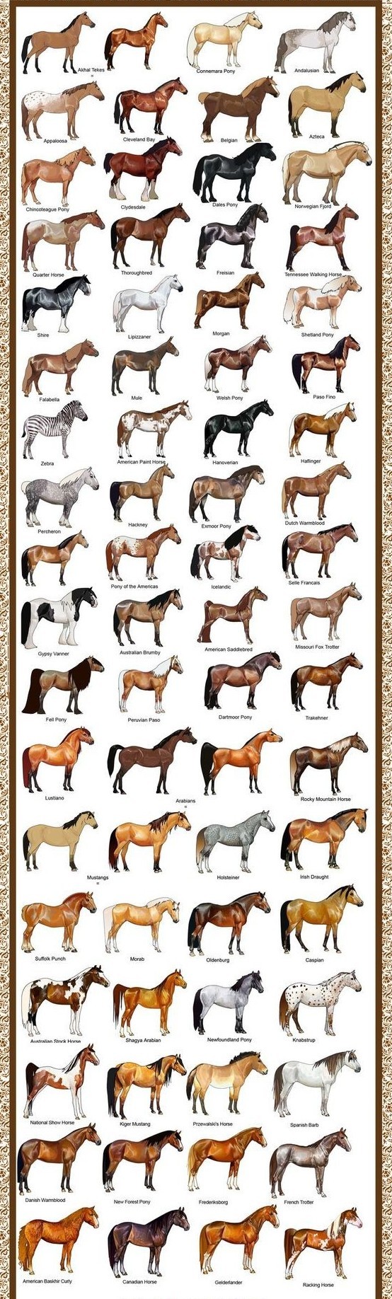 В мире существует около 300 пород лошадей