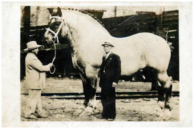 Самая большая в мире лошадь – жеребец по кличке Сампсон. Его рост в холке – 2 метра 20 сантиметров, вес – 1,52 тонны. Рекорд и по сей день