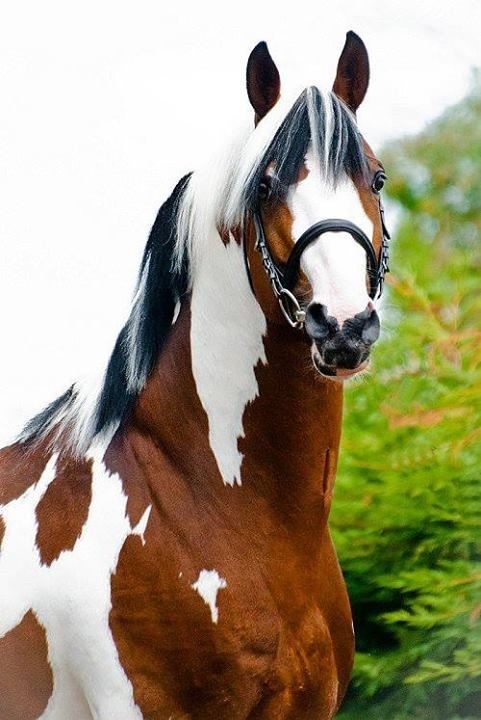 Лошади видят мир цветным, однако без красного и синего. У них также имеется широкий угол обзора почти - 360 градусов. Это значит, что лошадь знает о происходящем и сзади себя, и перед собой. И еще они с легкостью различают предметы в темноте.