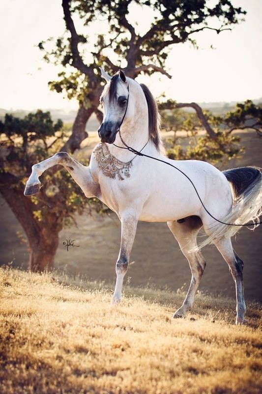 У лошадей прекрасно развита память. И многие считают лошадей достаточно умными животными, во многом благодаря проявлению именно этой особенности.