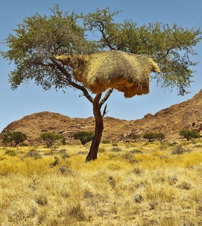 Птицы-ткачи, живущие в пустыне Калахари, плетут необычные гнезда огромных размеров.