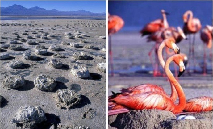 Фламинго строят гнезда в виде илисто-грязевых кочек. 